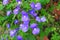 Purple Brazilian snapdragon beautiful flower and drop of water