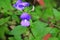 Purple Brazilian snapdragon beautiful flower , Otacanthus caeruleus Lindl, Blue Hawaii bush.