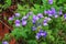 Purple Brazilian snapdragon beautiful flower, Otacanthus caeruleus Lindl, Blue Hawaii bush.