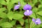 Purple Brazilian snapdragon beautiful flowers