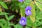 Purple Brazilian snapdragon beautiful flowers