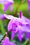 Purple bright Bletilla striata