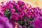 Purple bright chrysanthemum flowers