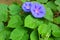 Purple bright flowers and morning glory leaves with a small spider on one of the leaf in nature, ipomoea.