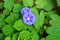 Purple bright flowers and morning glory leaves with a small spider on one of the leaf in nature, ipomoea.