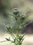 Purple Bristle Thistle Buds - Carduus nutans