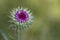 Purple Bristle Thistle Buds - Carduus nutans Background