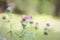 Purple Bristle Thistle Buds - Digitally Painted Background