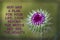 Purple Bristle Thistle Buds - Religious Saying Added