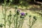 Purple Bristle Thistle - Carduus nutans