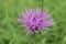 Purple british wildflower in the grass
