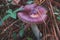 A Purple Brittlegill mushroom (Russula atropurpurea) on a field