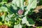 purple broccoli plant in the garden