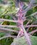 Purple brussels sprouts cabbages growing on plant in organic garden