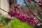 Purple bud of Judas tree European redbud in Boboli Gardens