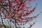 Purple bud of Judas tree European redbud in Boboli Gardens