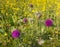 Purple budding and blooming thistles