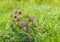 Purple budding, flowering and overblown blooms of a common comfrey plant