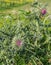 Purple budding thistles