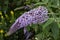 Purple Buddleia flower cyme