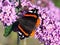Purple buddleia flowers and tortoiseshell butterfly feeding