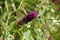 Purple Buddleja, or Buddleia also known as Buddlea