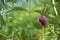 Purple Buddleja, or Buddleia also known as Buddlea