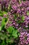 Purple buds on a Persian lilac bush