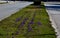 Purple bulbs bloom in the grassy strip between the lanes in the city. crocuses in a dense carpet. highway beauty with horticultura