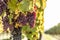 Purple bunches of grapes of the Red Traminer variety in a vineyard ripening before harvest