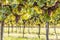 Purple bunches of grapes of the Red Traminer variety in a vineyard ripening before harvest