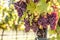 Purple bunches of grapes of the Red Traminer variety in a vineyard ripening before harvest