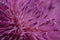 Purple burdock bloom macro shot . Purple nature background . Selective focus