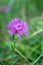 Purple burdock flower on green background