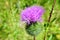 Purple burdock flower on green grass background