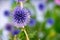 Purple burdock flower during his blossom time