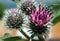 Purple burdock flower, plants with Latin name Arctium lappa