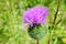 Purple burdock flower in summer garden, close up