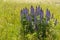 Purple Bush lupine, beautiful meadow flowers