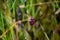 purple bushbean growing wild in the swamp