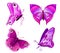 Purple butterflies