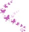 Purple butterflies for a greeting card