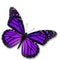 Purple Butterfly