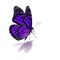 Purple butterfly