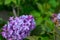 Purple Butterfly Bush Blooms