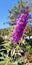 Purple Butterfly Bush plant Buddleja davidii or Buddleia growing in San Diego California