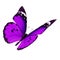 Purple butterfly flying