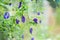 Purple Butterfly pea flower growing on metal wire fence