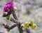 Purple Cactus Flower