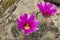 Purple cactus flower in mexican desert